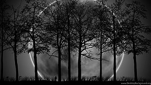 Silhouetted bare trees against a large glowing moon in a dark monochrome landscape HD wallpaper