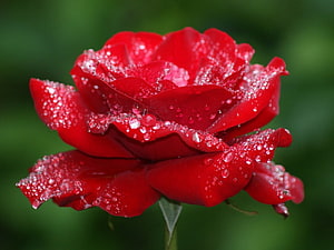Vibrant red rose in full bloom covered in fresh water droplets against a soft green background HD wallpaper
