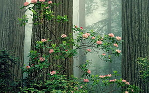 Misty Redwood Forest With Blooming Pink Rhododendron Bushes HD wallpaper