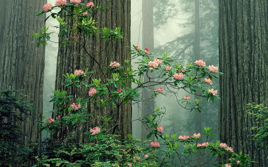 Misty Redwood Forest With Blooming Pink Rhododendron Bushes HD wallpaper