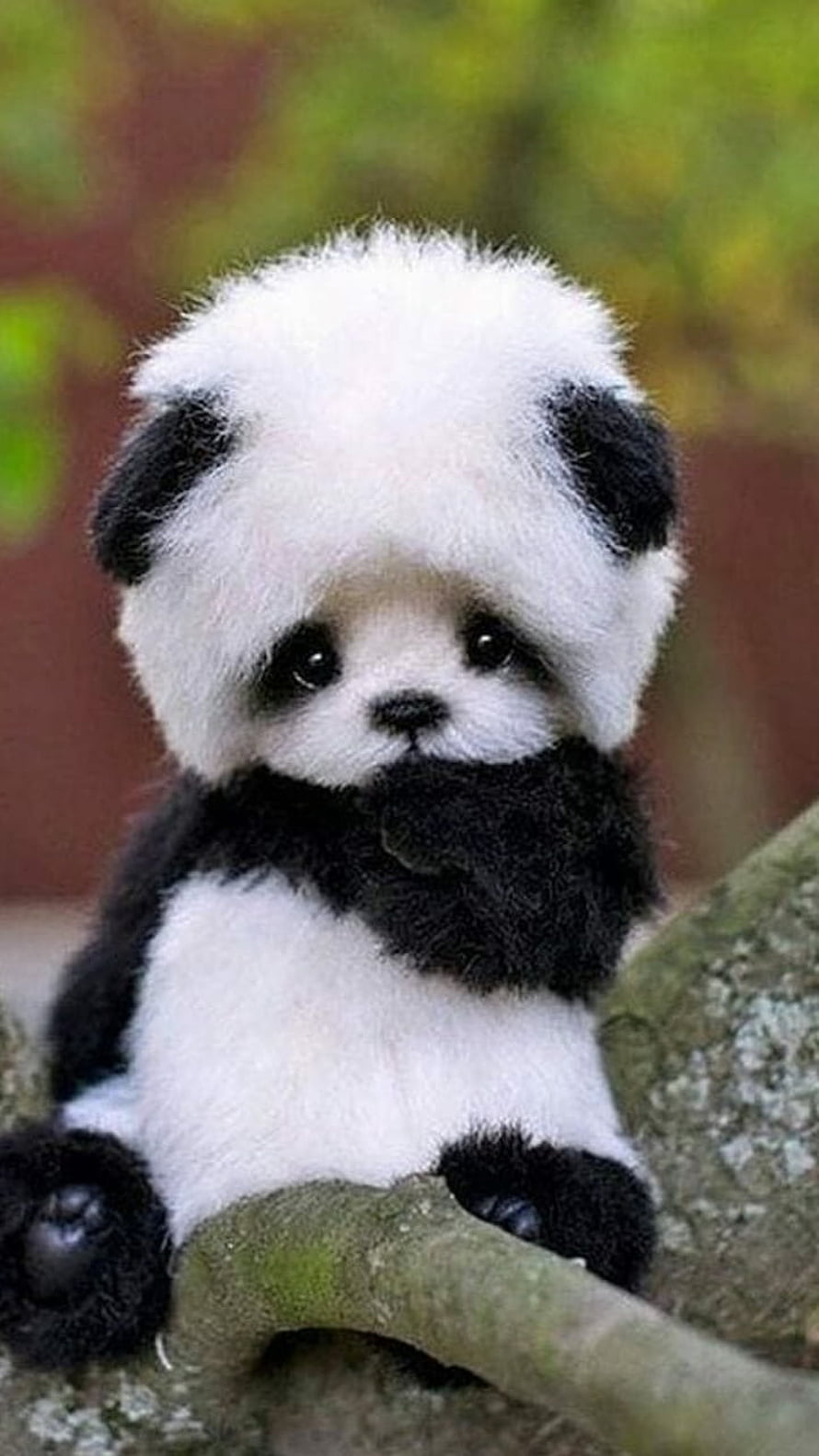 Adorable Baby Giant Panda Sitting on a Mossy Tree Branch HD phone wallpaper