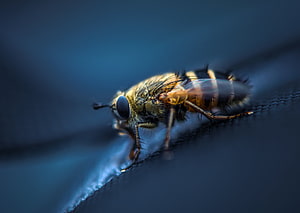 Extreme Macro Photograph of a Hairy Fly Perched on a Dark Surface HD wallpaper