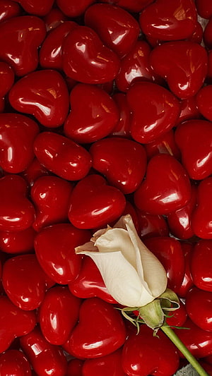 White Rose Bud Resting on a Bed of Glossy Red Heart-Shaped Candies HD phone wallpaper