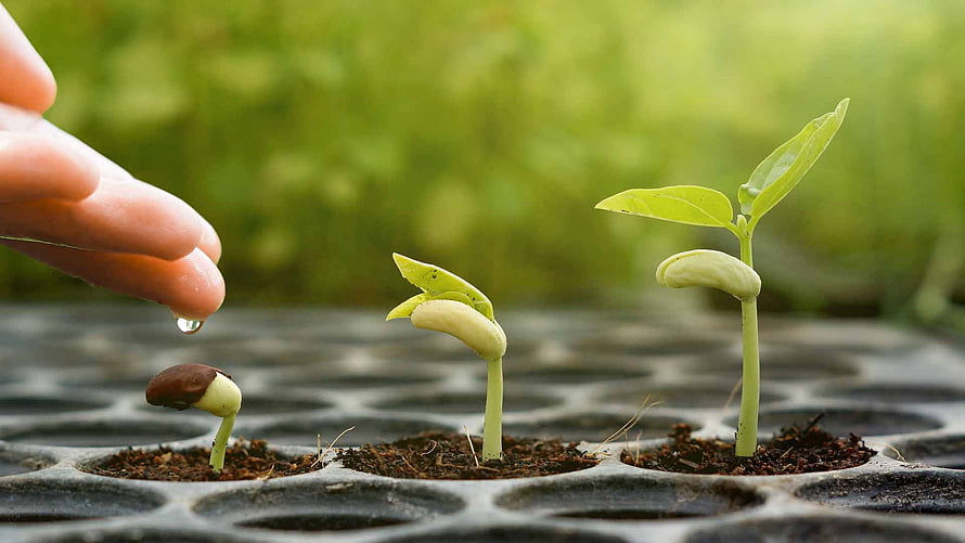 Hand Watering Young Seedlings in a Black Nursery Tray with Blurred Green Background HD wallpaper