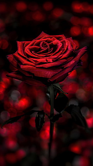 Dark Red Rose in Bloom Against a Moody Bokeh Background HD phone wallpaper