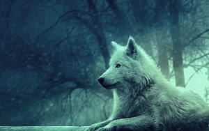 Serene White Wolf Resting in Misty Forest with Cool Blue Tones HD wallpaper