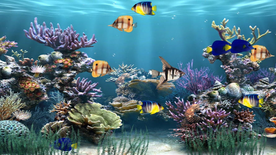 Vibrant Coral Reef Underwater Scene With Colorful Tropical Fish Swimming HD wallpaper