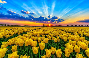 Vast field of yellow tulips stretching to the horizon under a dramatic sunset sky with radiant sunbeams HD wallpaper