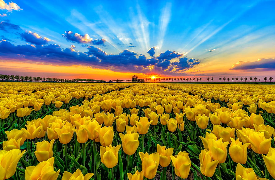 Vast field of yellow tulips stretching to the horizon under a dramatic sunset sky with radiant sunbeams HD wallpaper