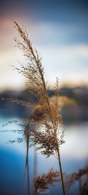 Dried reed grass silhouetted against a soft blue lake and distant hills at dusk HD phone wallpaper
