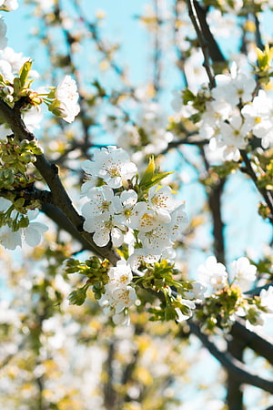 White Cherry Blossoms in Full Bloom Against a Bright Blue Sky HD phone wallpaper