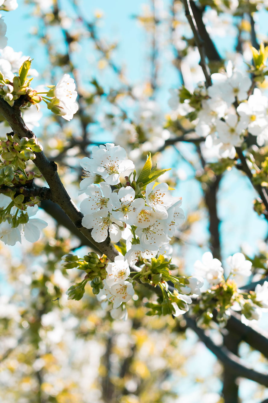 White Cherry Blossoms in Full Bloom Against a Bright Blue Sky HD phone wallpaper