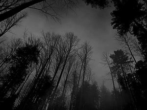 Eerie Silhouetted Forest Under a Foggy Overcast Sky HD wallpaper