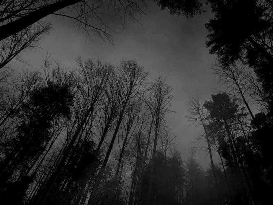 Eerie Silhouetted Forest Under a Foggy Overcast Sky HD wallpaper
