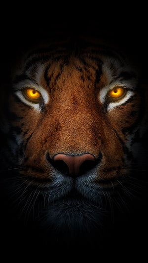 Close-up portrait of a tiger face with glowing amber eyes emerging from deep black darkness HD phone wallpaper