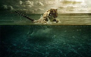 Bengal Tiger Swimming Through Ocean Water With Underwater View HD wallpaper