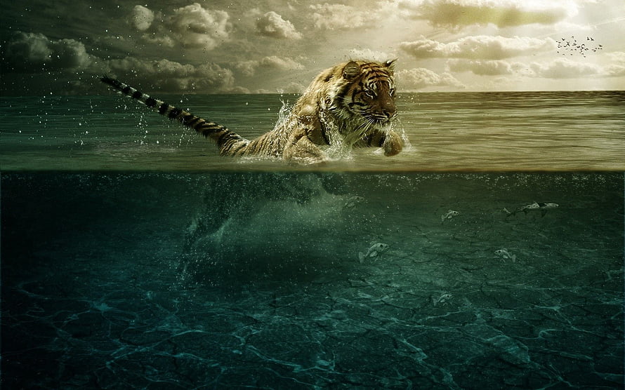 Bengal Tiger Swimming Through Ocean Water With Underwater View HD wallpaper