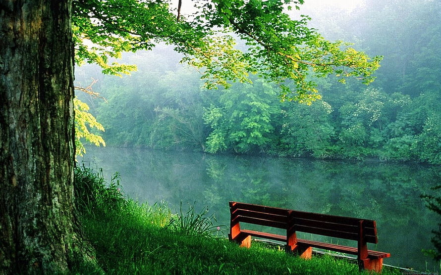 Serene Misty Lake View With Wooden Bench And Lush Green Forest HD wallpaper