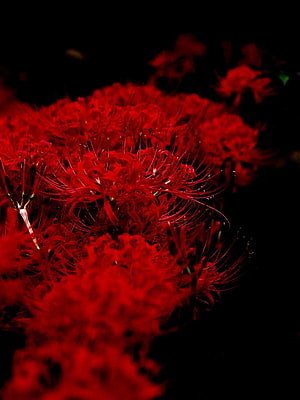 Vibrant Red Spider Lily Blooms Against a Deep Black Background HD phone wallpaper