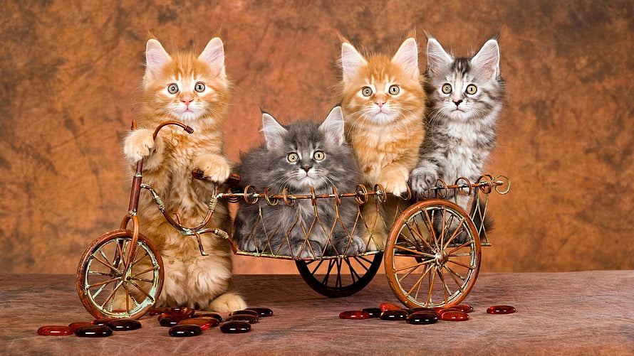 Four fluffy kittens riding a miniature copper bicycle cart with scattered glass beads HD wallpaper