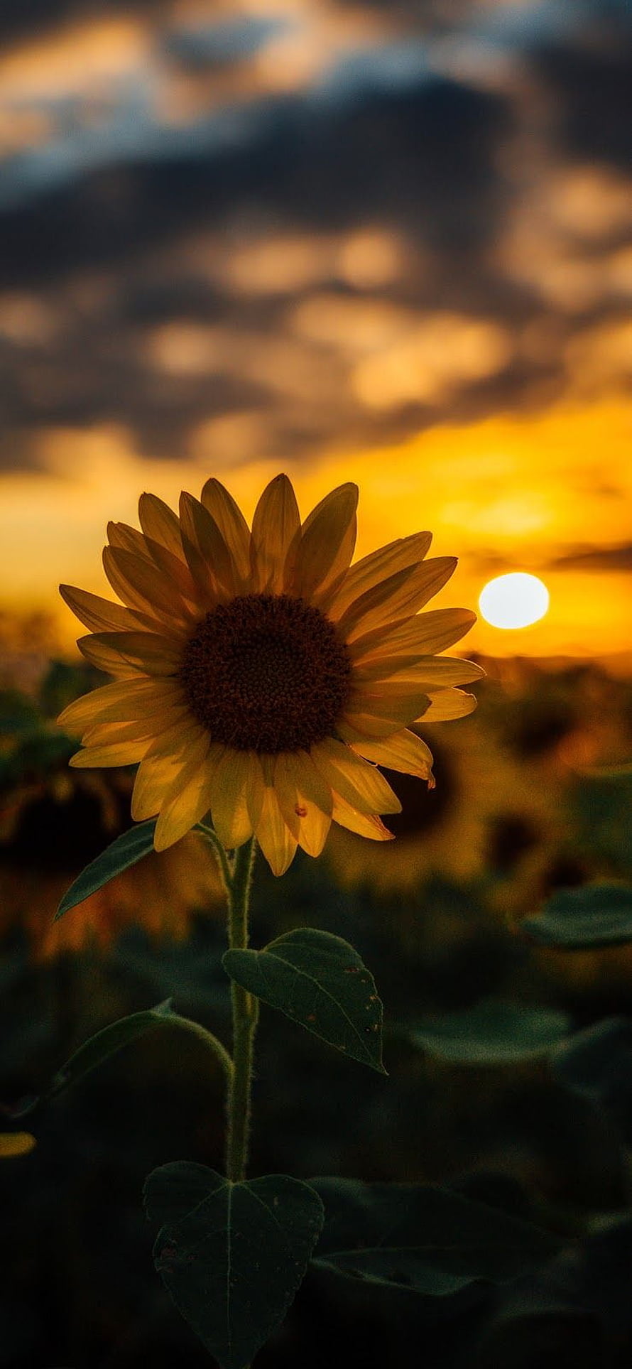 Lone Sunflower Silhouette Against Golden Sunset Sky HD phone wallpaper