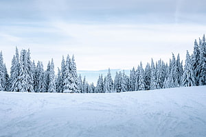 Serene Winter Landscape Featuring Snow-Laden Evergreen Forest Under a Pale Blue Sky HD wallpaper