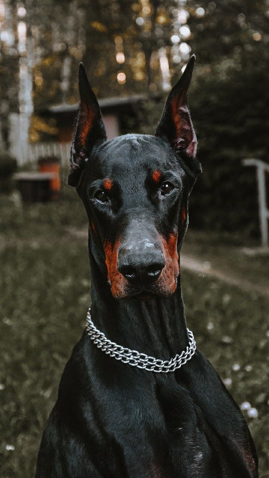 Black and Tan Doberman Pinscher Portrait with Chain Collar in a Forest Setting HD phone wallpaper