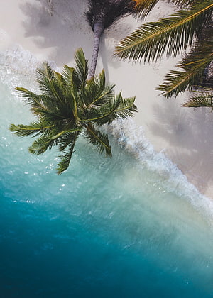 Aerial View of Turquoise Ocean Waves Lapping Against White Sand Beach with Leaning Palm Trees HD phone wallpaper