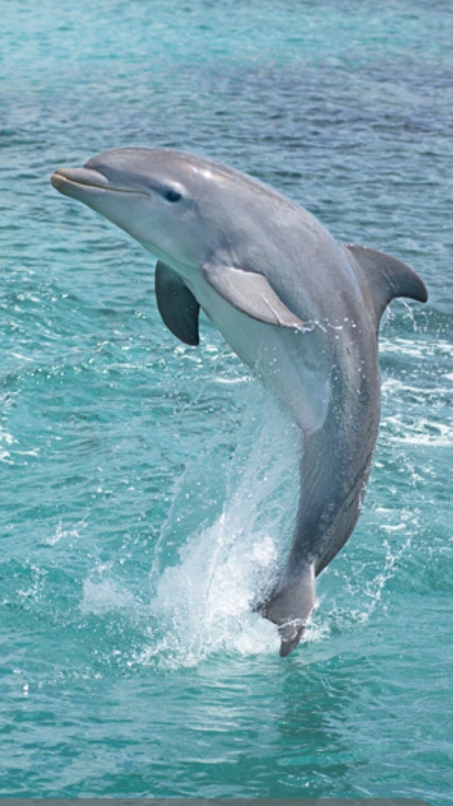 Bottlenose Dolphin Breaching Turquoise Ocean Water HD phone wallpaper