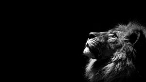 Majestic Male Lion Profile in Dramatic Black and White Photography HD wallpaper