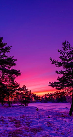 Vivid Purple Winter Sunset Over Snowy Pine Forest Landscape HD phone wallpaper
