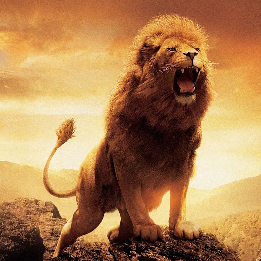 Majestic Male Lion Roaring on Rocky Outcrop at Golden Hour HD phone wallpaper
