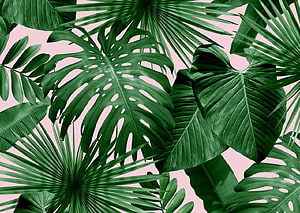 Lush Monstera and Palm Leaves on Soft Pink Background HD wallpaper