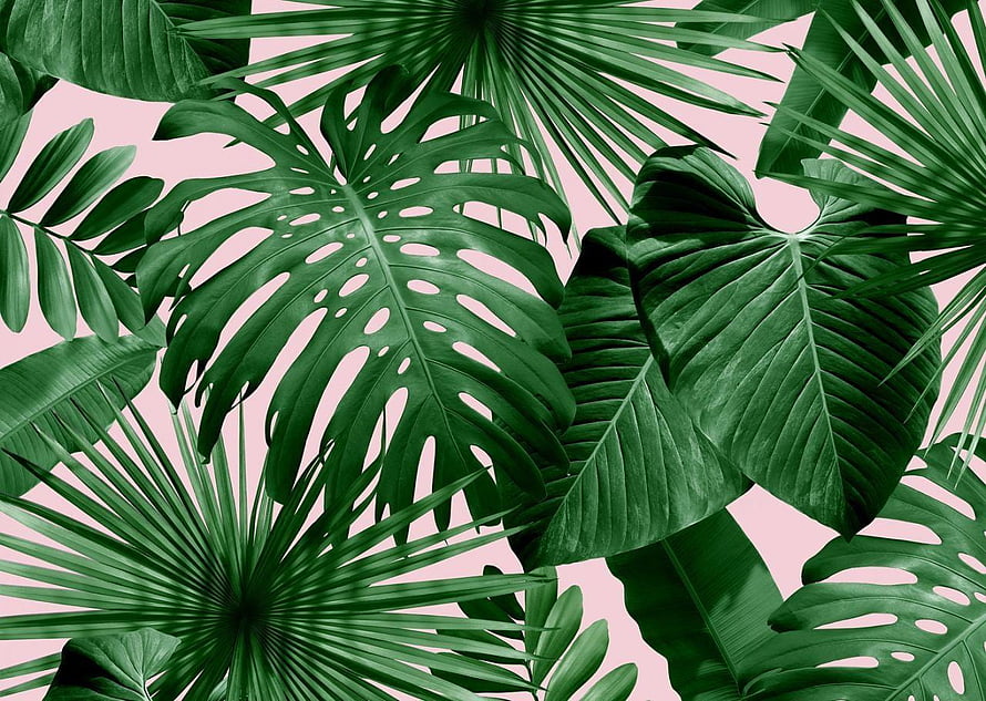 Lush Monstera and Palm Leaves on Soft Pink Background HD wallpaper