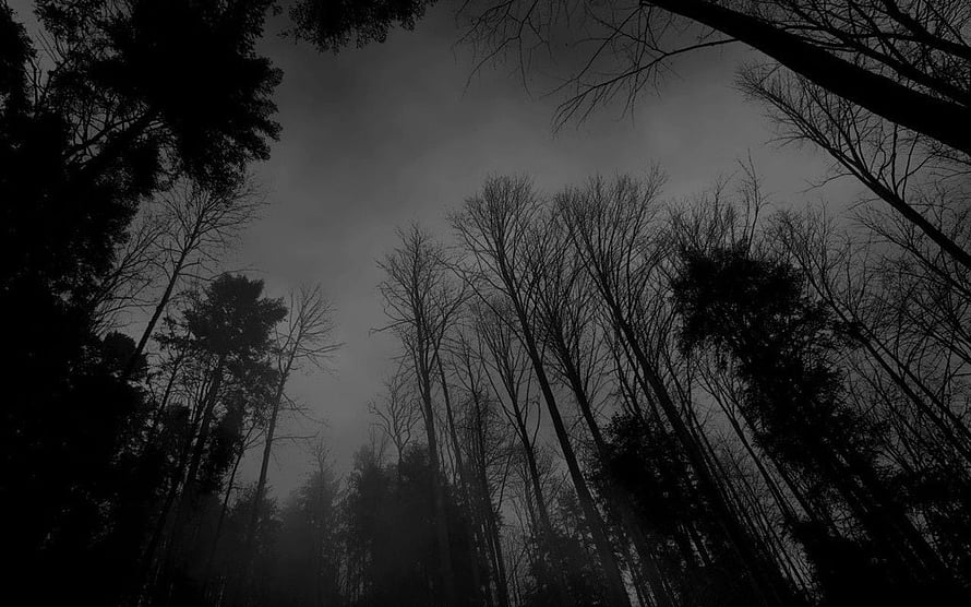 Eerie Silhouetted Trees in a Misty Dark Forest Under an Overcast Sky HD wallpaper