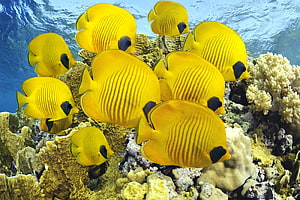 School of Yellow Butterflyfish Swimming Over a Vibrant Coral Reef in Clear Blue Ocean Water HD wallpaper