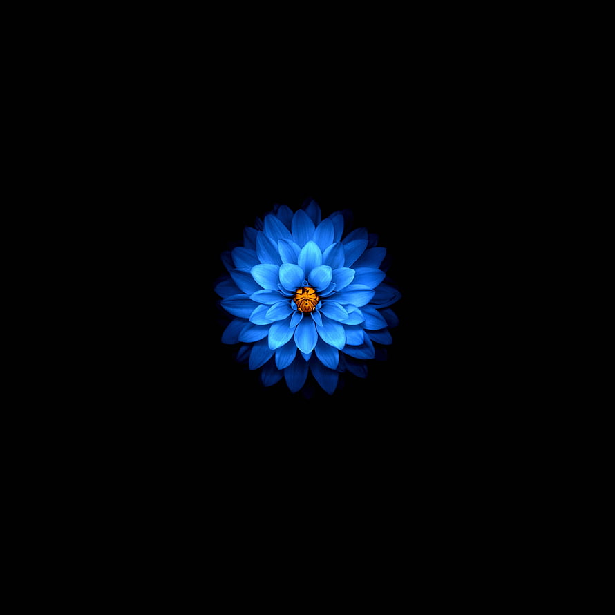 Vibrant Blue Chrysanthemum with Golden Center on Pure Black Background HD phone wallpaper