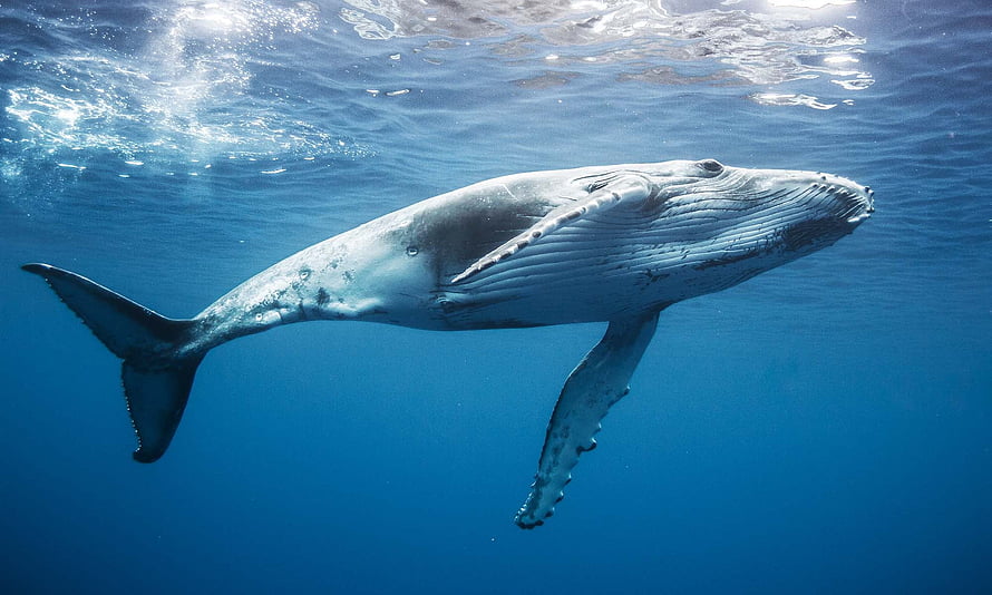 Humpback Whale Gliding Through Deep Blue Ocean Waters HD wallpaper