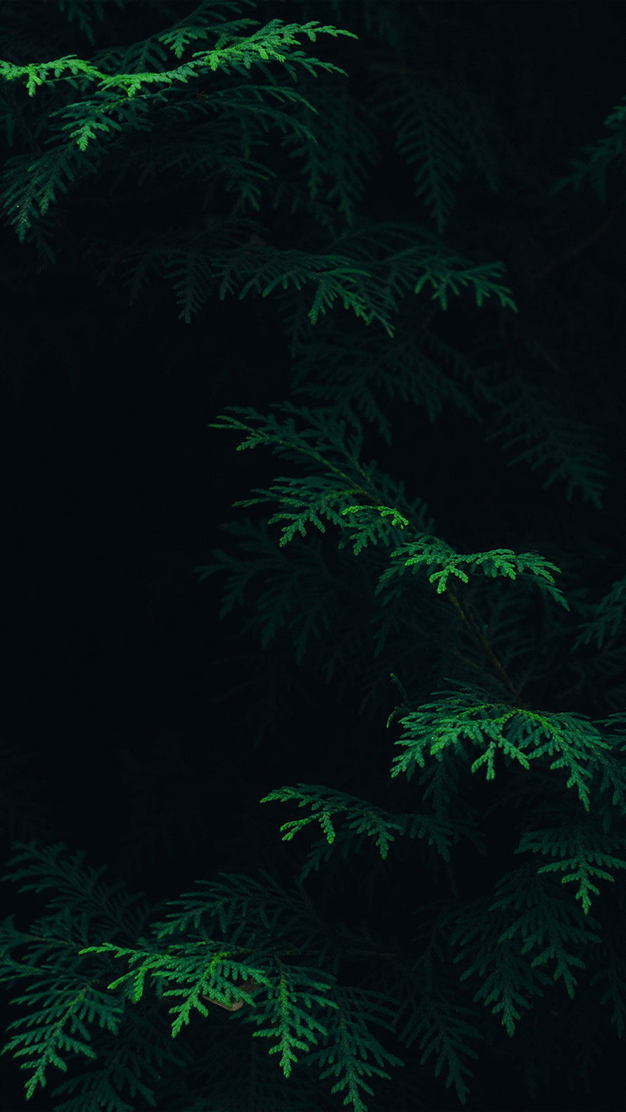 Dark Green Aesthetic: Close-Up of Cedar Foliage Against a Black Background HD phone wallpaper