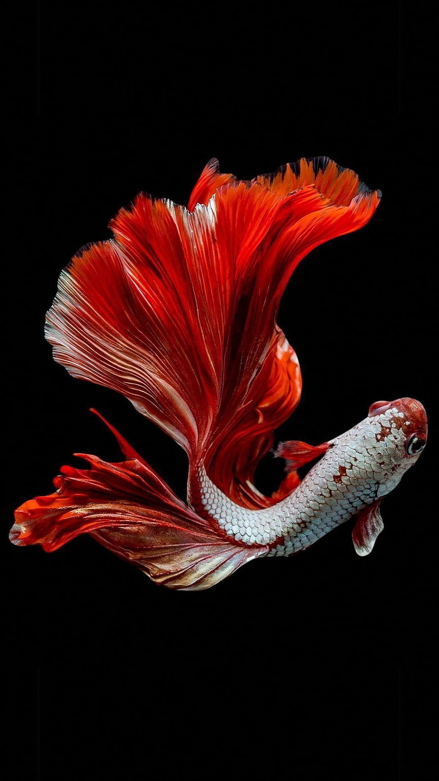 Vibrant Red and White Betta Fish with Flowing Fins on Black Background HD phone wallpaper
