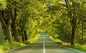 Sunlit Country Road Lined With Lush Green Trees in Summer HD wallpaper