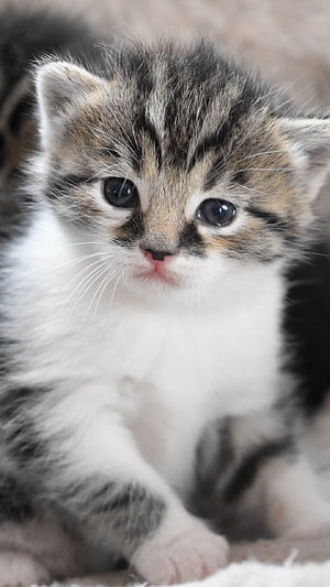 Adorable Tabby Kitten with Large Dark Eyes and Soft White Chest Fur HD phone wallpaper