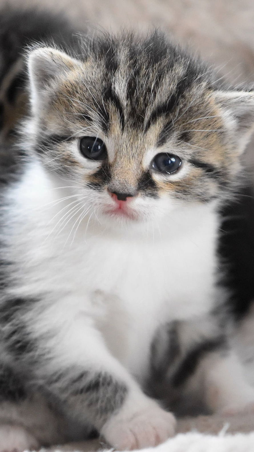 Adorable Tabby Kitten with Large Dark Eyes and Soft White Chest Fur HD phone wallpaper