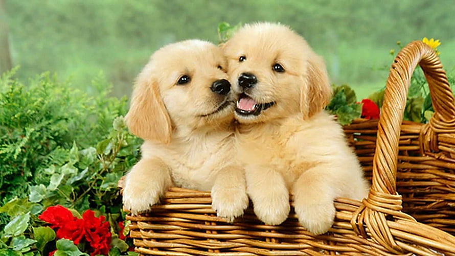Two Golden Retriever Puppies Snuggling in a Wicker Basket with Red Flowers HD wallpaper