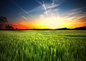 Vibrant Green Wheat Field at Golden Sunset with Dramatic Sky and Distant Hills HD wallpaper