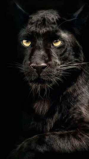 Majestic Black Panther Portrait with Intense Golden Eyes Against Dark Background HD phone wallpaper