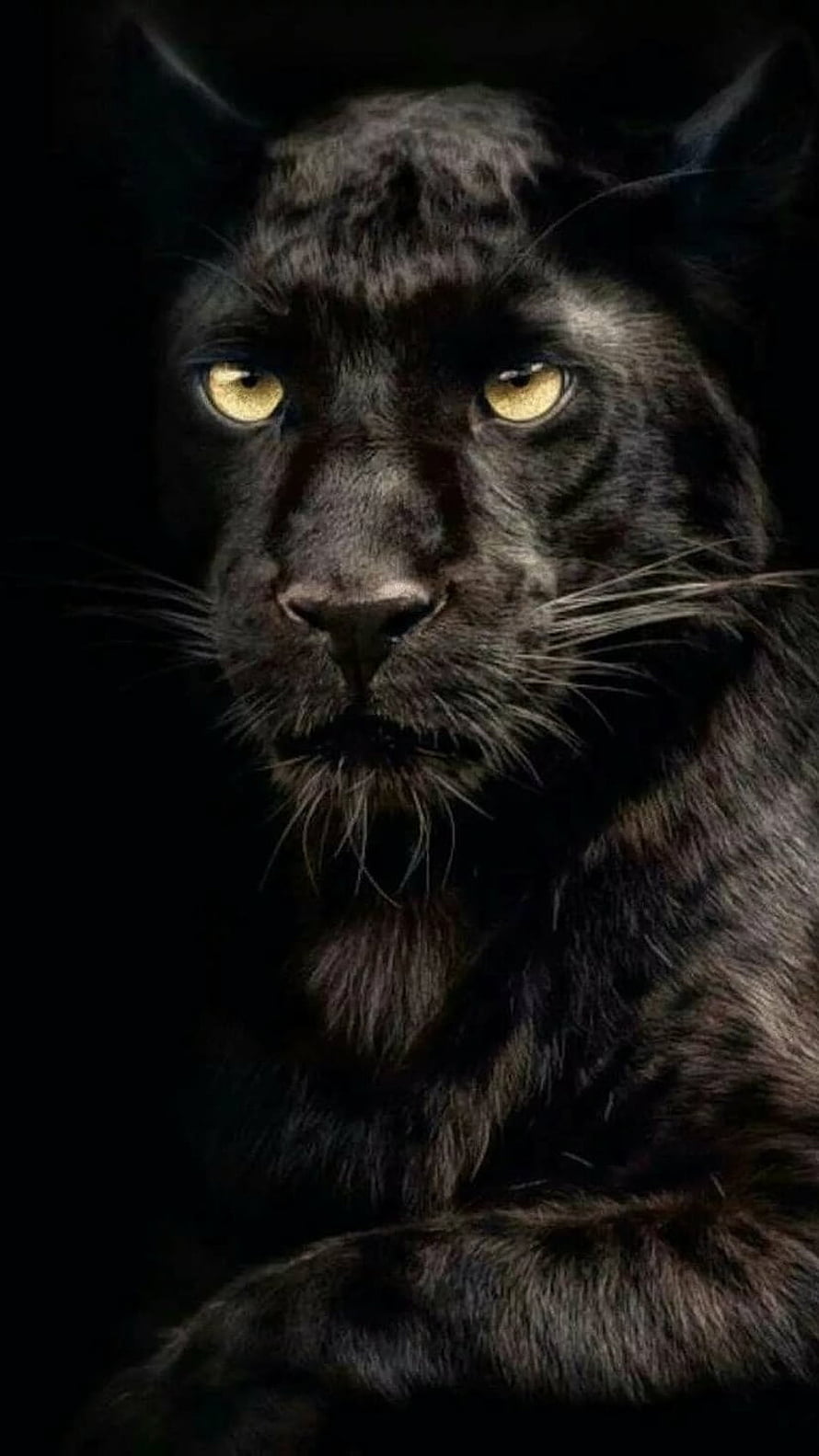 Majestic Black Panther Portrait with Intense Golden Eyes Against Dark Background HD phone wallpaper