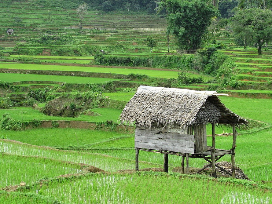 Rustic Thatched Hut in Lush Green Rice Terraces HD wallpaper