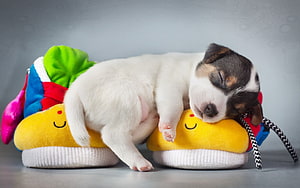 Sleeping Jack Russell Terrier Puppy Resting on Colorful Plush Toys HD wallpaper