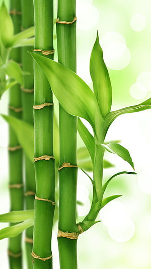 Close-up of vibrant green bamboo stalks with fresh leaves against a soft bokeh background HD phone wallpaper